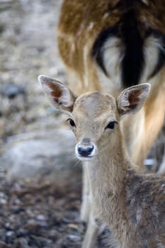 Close up view of the head of a deer on Portugal.