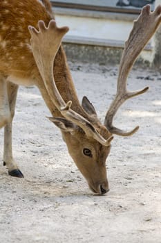 Close view of a cervus dama type deer located on Portugal.