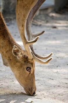 Close view of a cervus dama type deer located on Portugal.