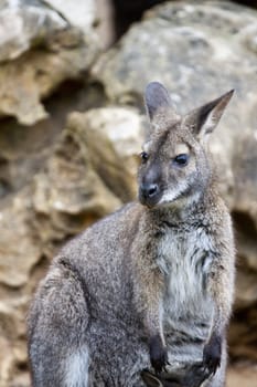 Close view of a cute wallaby animal on a park.