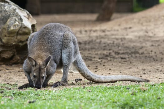 Close view of a cute wallaby animal on a park.