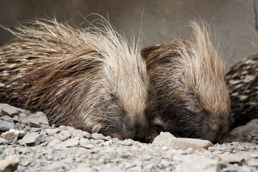 Close view of a african porcupine on captivity.