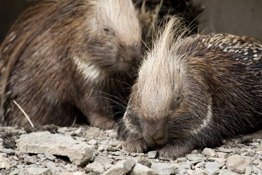 Close view of a african porcupine on captivity.