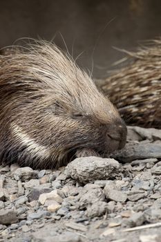 Close view of a Cape porcupine on captivity.