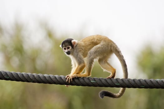 View of a Black-capped Squirrel Monkey walking on a big rope.