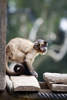 View of a Black-capped Capuchin monkey on a zoo.