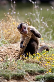 View of a Black-capped Capuchin monkey holding a piece of wood.