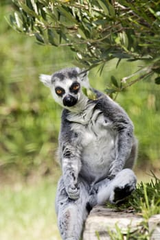 Close view of a Ring-tailed Lemur next to a tree.