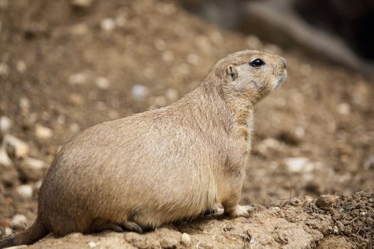 Close up view of a prairie dog on the zoo.