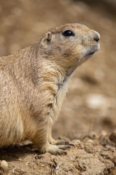 Close up view of a prairie dog on the zoo.