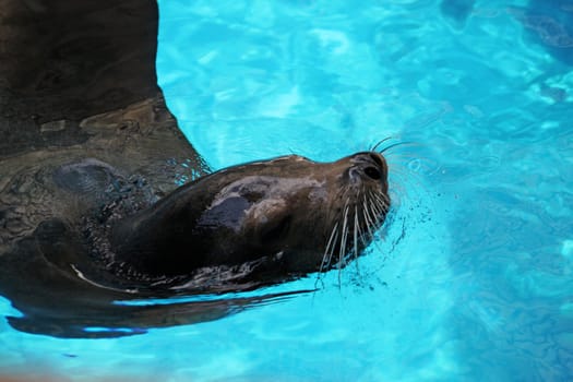 View of a seal on a waterpark swimming in the water.