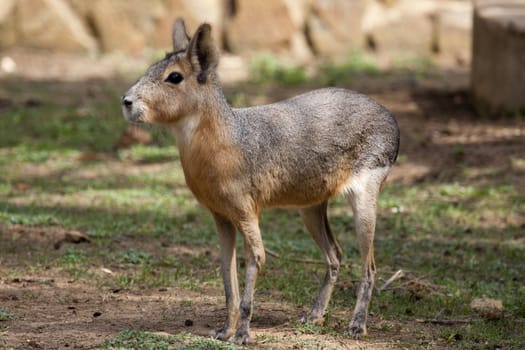 Close view of a Patagonian Mara standing.
