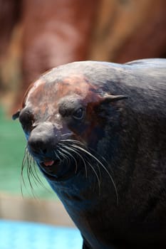 Close up view of a South-African Fur Seal on a waterpark.