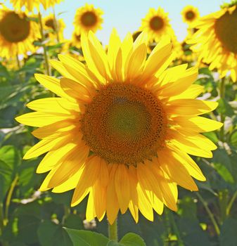 Landscape with a gorgeous sunflower over a field