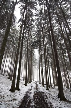 Winter forest road in fog - bleak