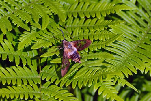 Closeup picture of a moth of a green fern