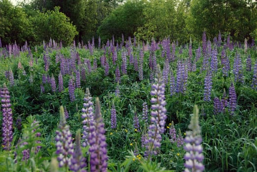 Field of wild lupines growing in a Northern forest