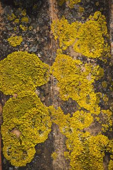 Close up view of dry yellow lichen on a red brick tile.