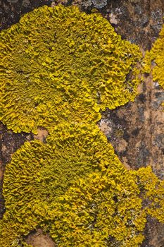 Close up view of dry yellow lichen on a red brick tile.