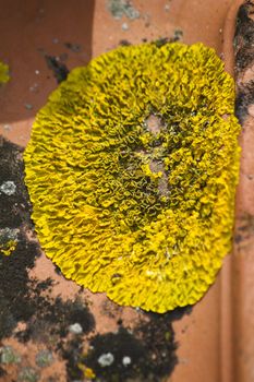 Close up view of dry yellow lichen on a red brick tile.