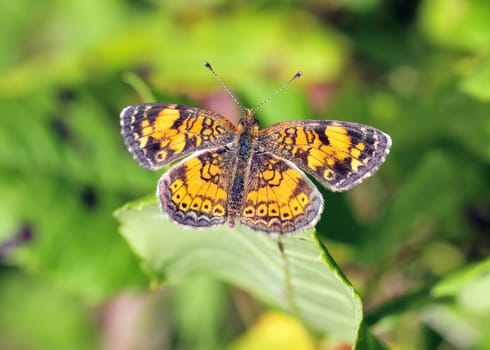 Pearl Crescent Butterfly perched on a on a plant leaf.