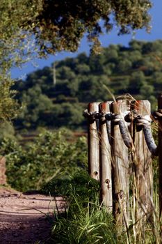 View of a dirt trail with a wooden fence with rope in the nature.