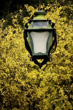 View of a green streetlight and an yellow leaf tree.