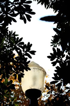 Street lamp pole surrounded by silhouetted tree leafs on a garden.