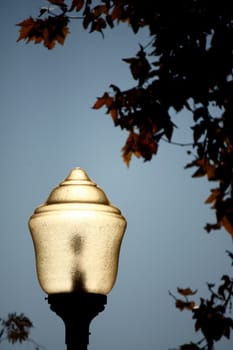 Lit street lamp at dusk surrounded by tree leafs.