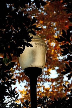 Street lamp pole, surrounded by autumn tree leafs.