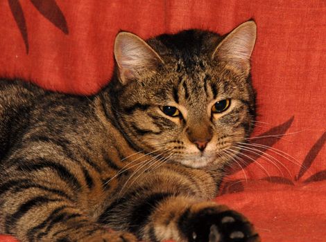 zen grey cat laid down on a red asian sofa