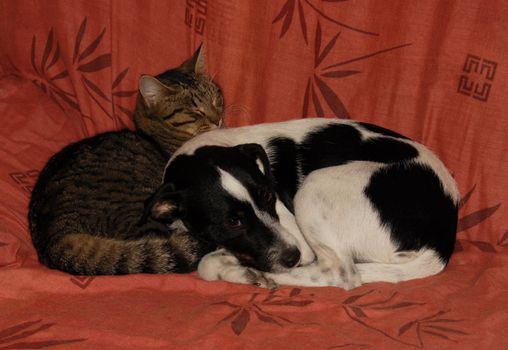 sleeping grey cat and purebred jack russel terrier