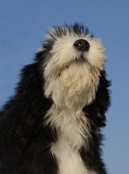 beautiful puppy purebred bearded collie sitting on a blue sky