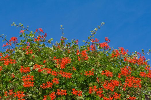 Nice red flowering geraniums against the blue sky