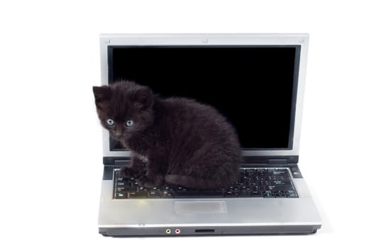 Shot of little cute black kitten isolated on white