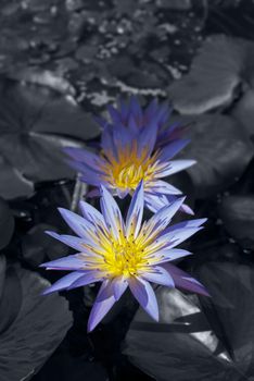 Purple water lilies on dark background