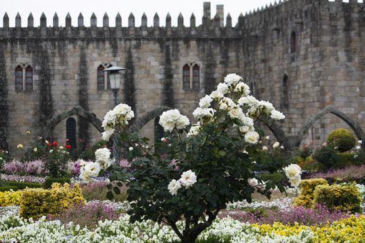 Detail of a rose bush on the gardens of the Episcopal Plaza located on the city of Braga on the north of Portugal.