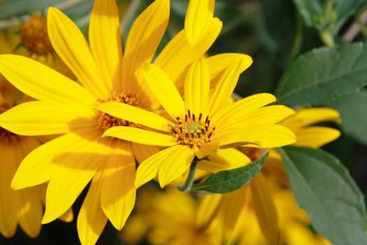 Closeup of few single yellow flowers on background with green grass