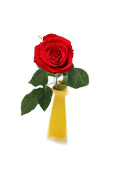 Closeup of red rose in yellow ceramic vase on white background