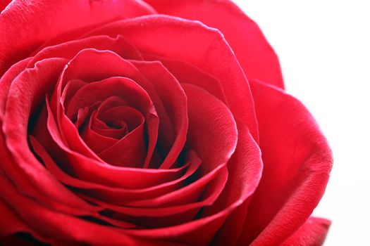 Extreme closeup of red rose head on white background