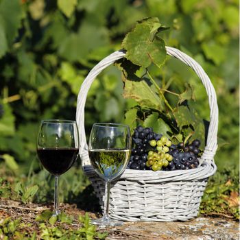 two glasses of wine and grappes in basket in a field