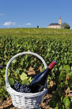 bottle of wine and grappes in basket and church in France