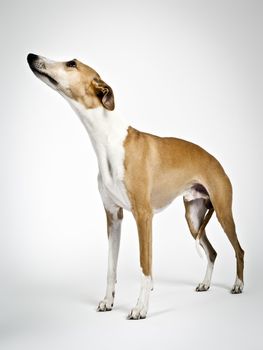 An image of a beautiful whippet dog on white background