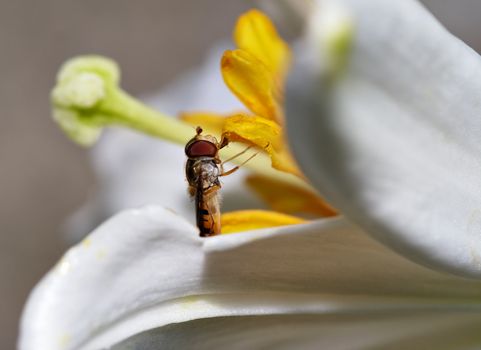 Detail (close-up) of the syrphid-fly - two-winged insects