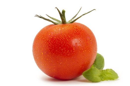 red wet tomato with basil on white background