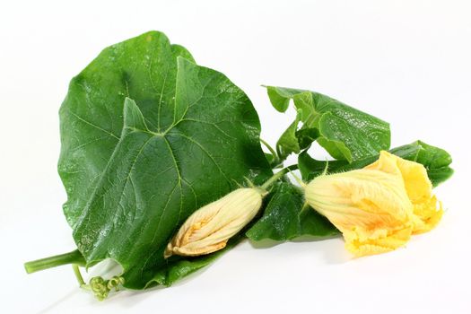 Pumpkin flowers and leaves against a white background