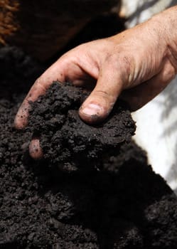 black soil in man hand closeup