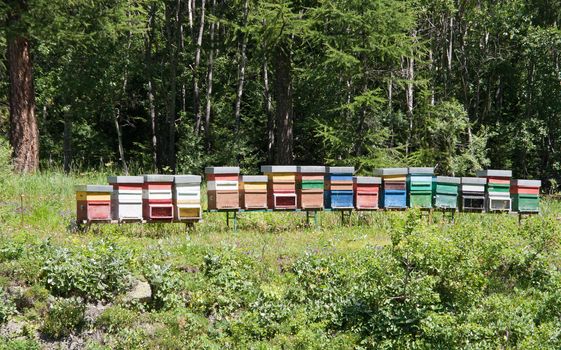 line of coloured beehives in the middle of a meadow 