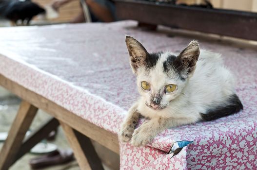 Little sick cat on a table watching me in Jakarta street