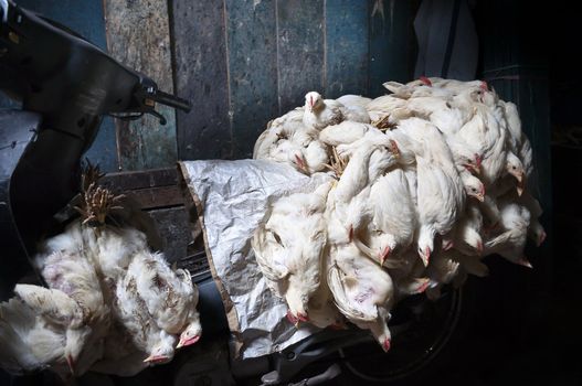 Carrier full of chickens tied together for transport